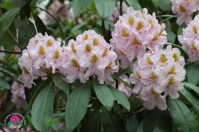 Rhododendron   'Alma Mater'